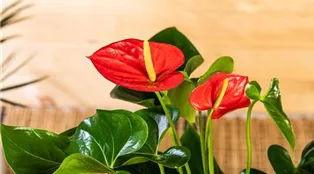 Anthurium x andreanum, rot