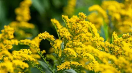 Solidago 'Strahlenkrone'