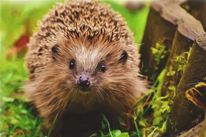 Igel Blog Herbst pexels-pixabay-260143.jpg