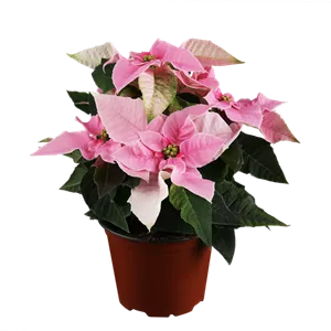 Euphorbia pulcherrima