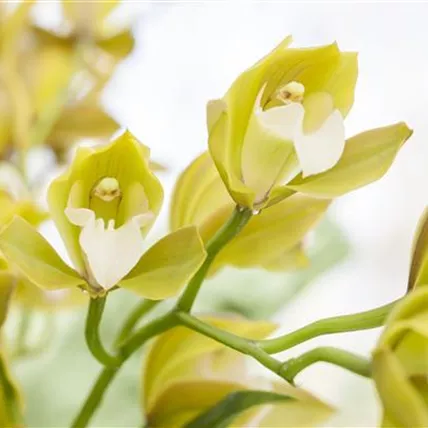 Cymbidium