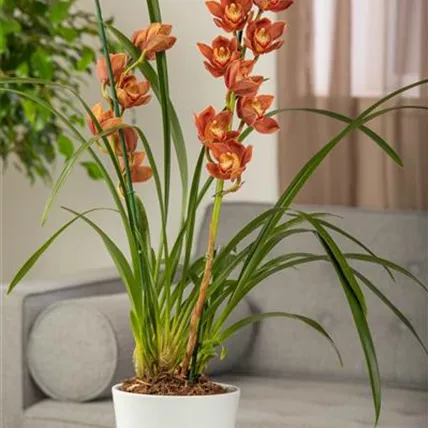 Cymbidium