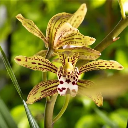 Cymbidium 'Magic Chocolate'