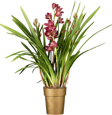 Cymbidium