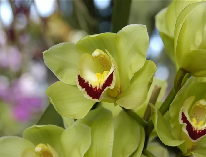 Cymbidium