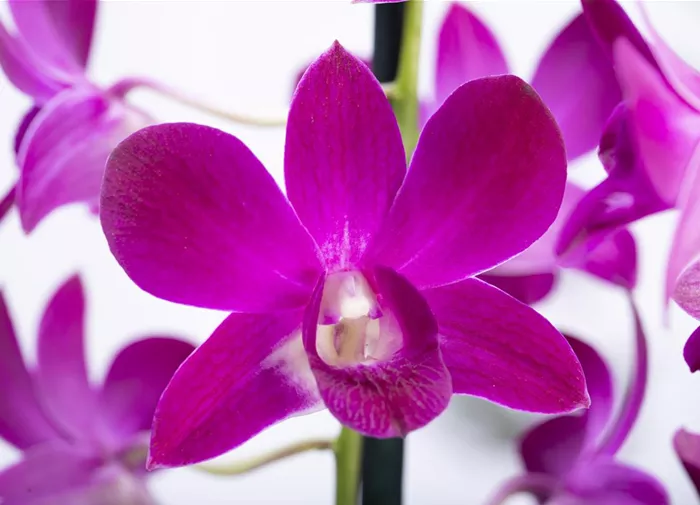 Dendrobium