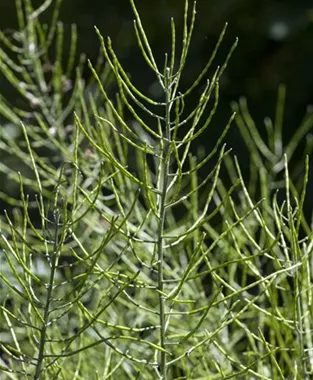 Equisetum