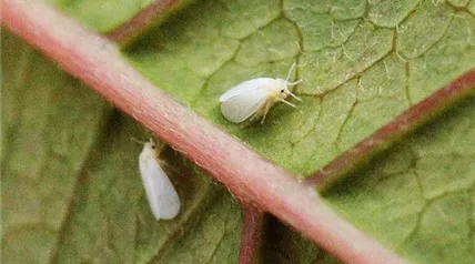 euphorbia pulcherrima weisse fliege adult.jpg