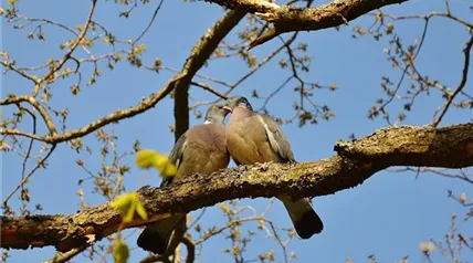 Tauben pigeons-50005_1280.jpg