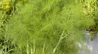 Foeniculum vulgare