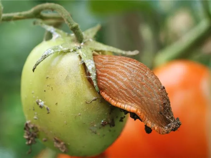 Nacktschnecke frißt Tomate