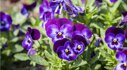 Viola tricolor