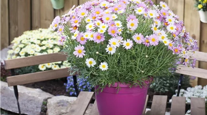 Argyranthemum frutescens