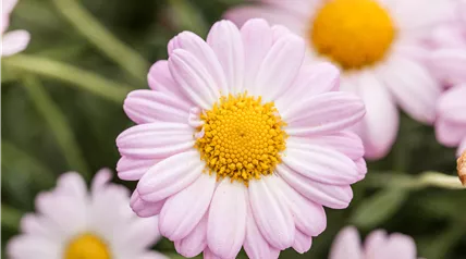 Argyranthemum frutescens