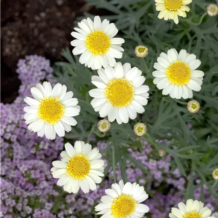 Argyranthemum frutescens 'HoneyBees' Light Yellow