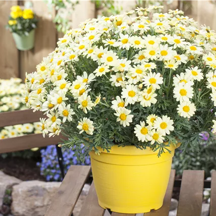 Argyranthemum frutescens, gelb