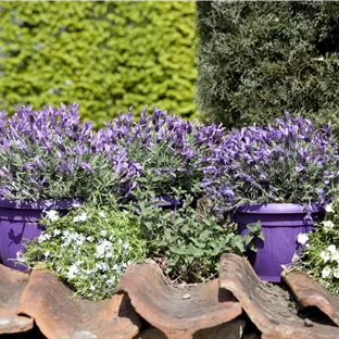 Lavandula stoechas