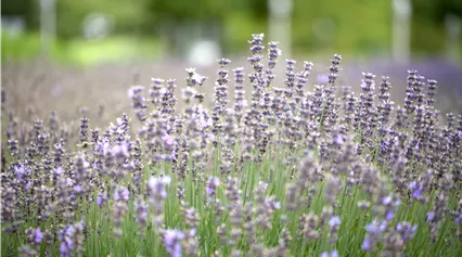 Lavandula angustifolia 'Munstead'