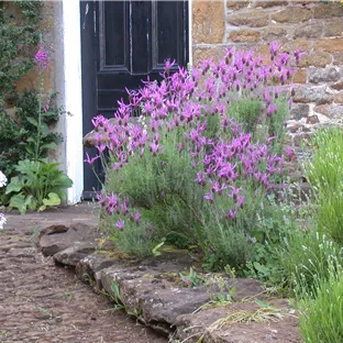 Lavandula stoechas