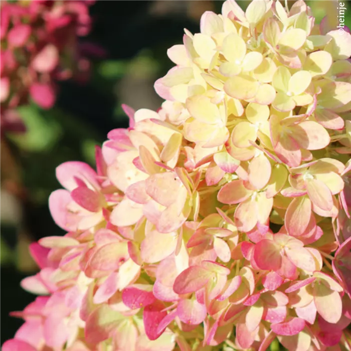 Hydrangea paniculata Collection Gardenlight8.png