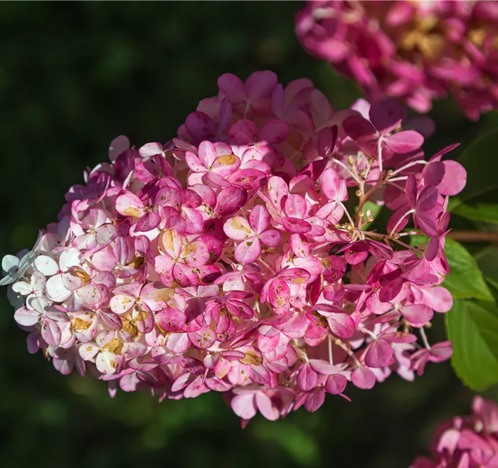 Hydrangea paniculata Collection Gardenlight4.png