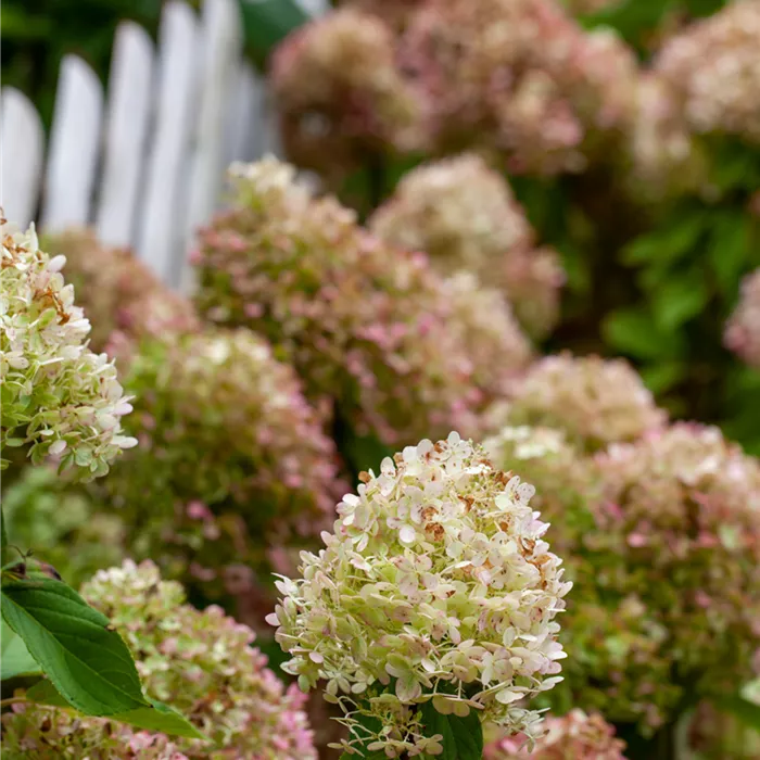 Hydrangea paniculata Collection Gardenlight10.png