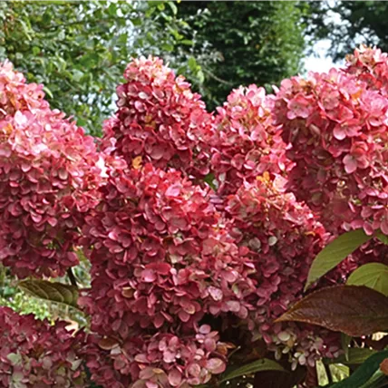 Hydrangea paniculata Collection Gardenlight6.png