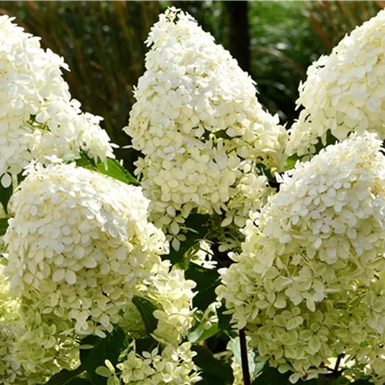 Hydrangea paniculata Collection Gardenlight2.png