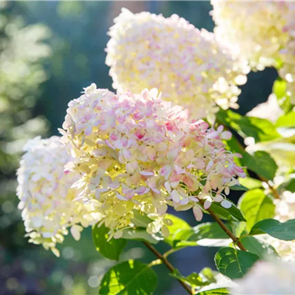 Hydrangea paniculata Collection Gardenlight3.png