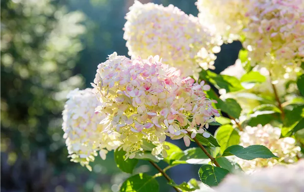 Hydrangea paniculata Collection Gardenlight3.png