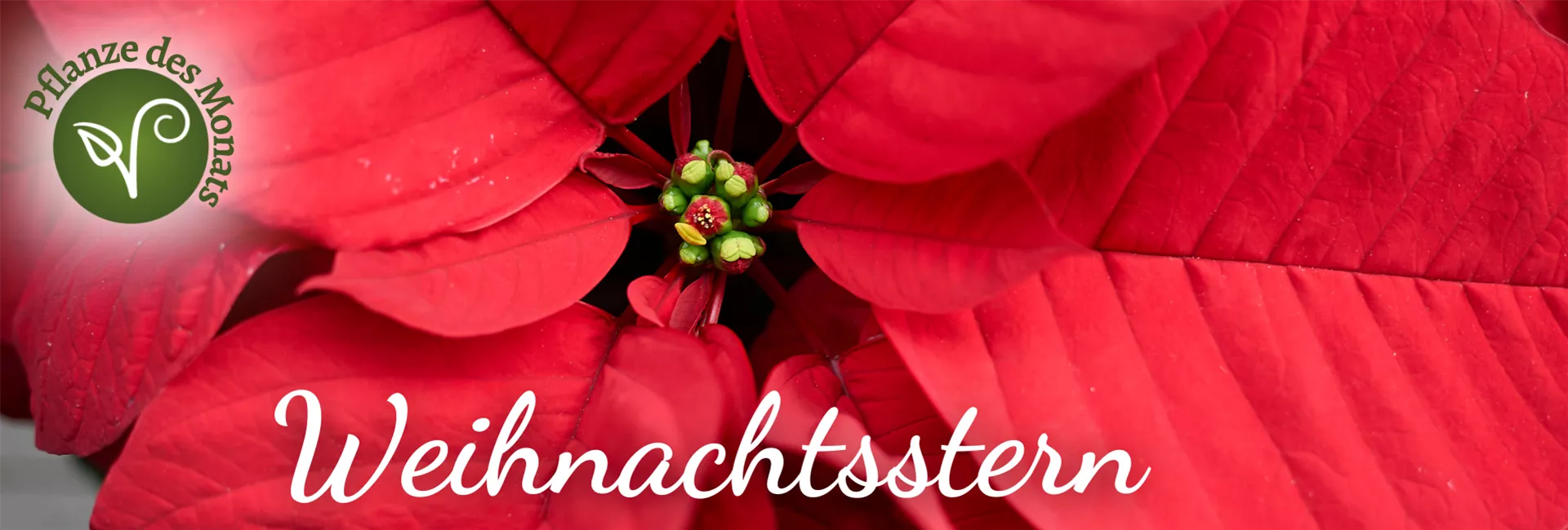 2024 Header PDM Weihnachtsstern November (1920 x 650 px).png