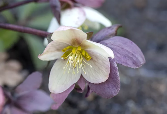 Helleborus x nigercors 'Emma'®