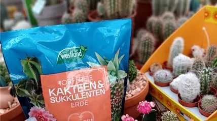 IMG-20250506-WA0037.jpg IMG-20250506-WA0037.jpg