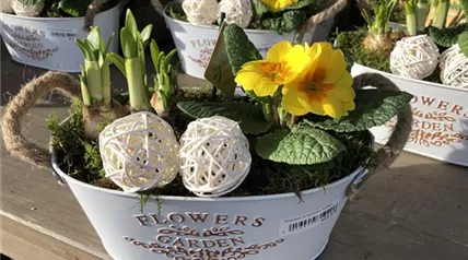 bepflanzeSchale_Frühling24.JPEG bepflanzeSchale_Frühling24.JPEG