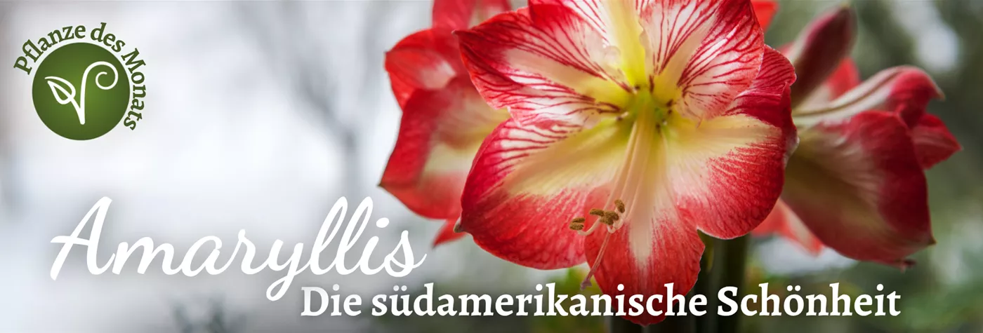 2025 Header PDM Nov 2025 (1920 x 650 px).png 2025 Header PDM Nov 2025 (1920 x 650 px).png