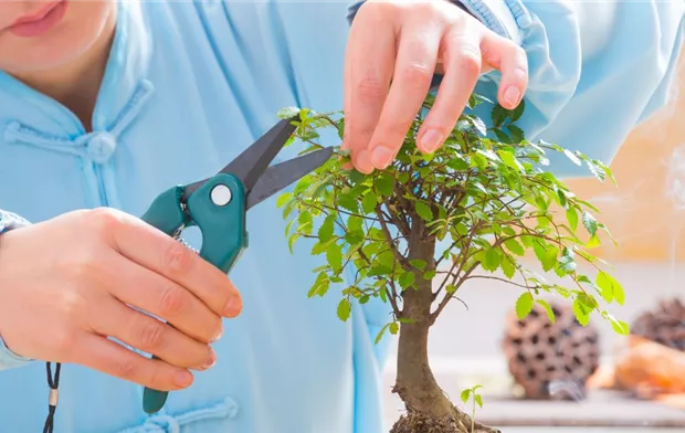Bonsai Pflege & DIY: Erfolgreich zum perfekten Miniatur-Baum Bonsai Pflege & DIY: Erfolgreich zum perfekten Miniatur-Baum