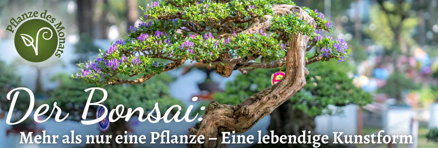 PDM Dez 2025 Bonsai.png PDM Dez 2025 Bonsai.png