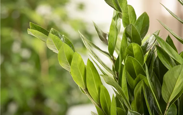 Zamioculcas zamiifolia Zamioculcas zamiifolia