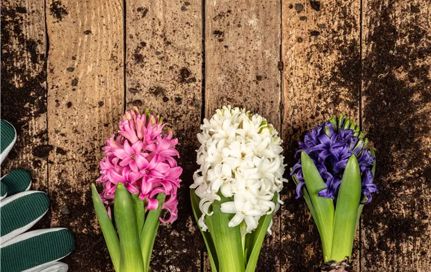 Hyazinthen Hyazinthen