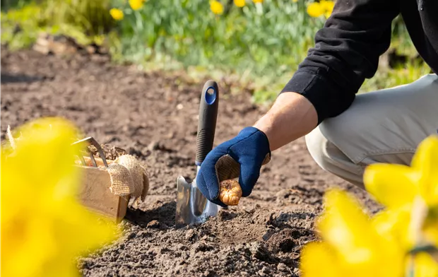 Blumenzwiebeln einpflanzen Blumenzwiebeln einpflanzen