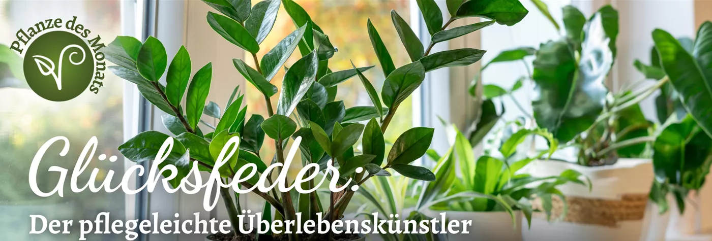 2026 Header WebSeite PDM Zamioculcas (1920 x 650 px).png 2026 Header WebSeite PDM Zamioculcas (1920 x 650 px).png