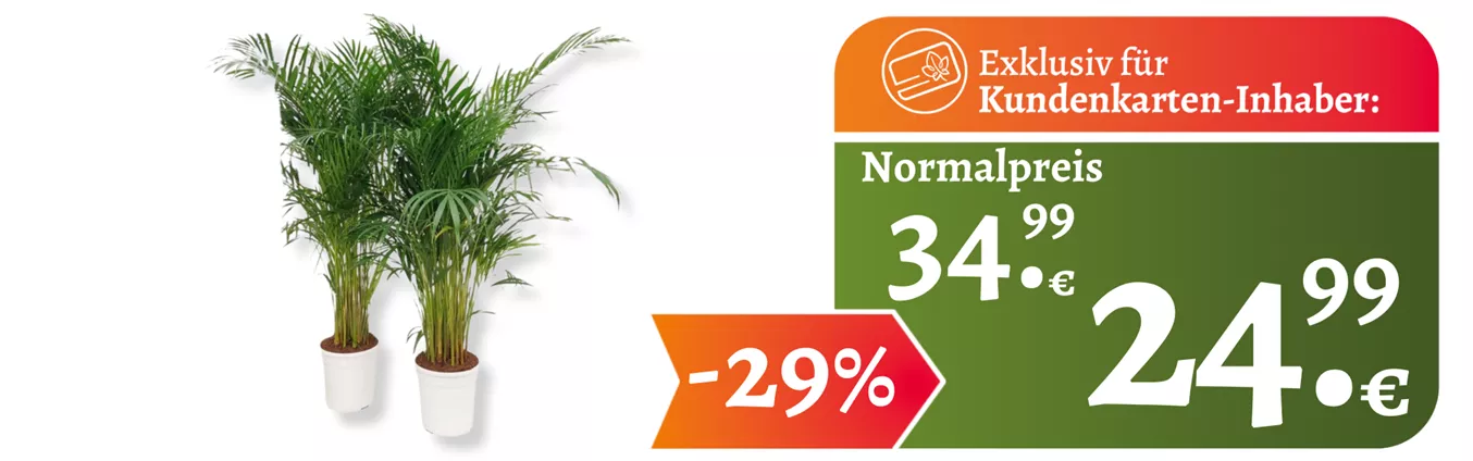 Website KuKa ganzjährig Dypsis.png Website KuKa ganzjährig Dypsis.png