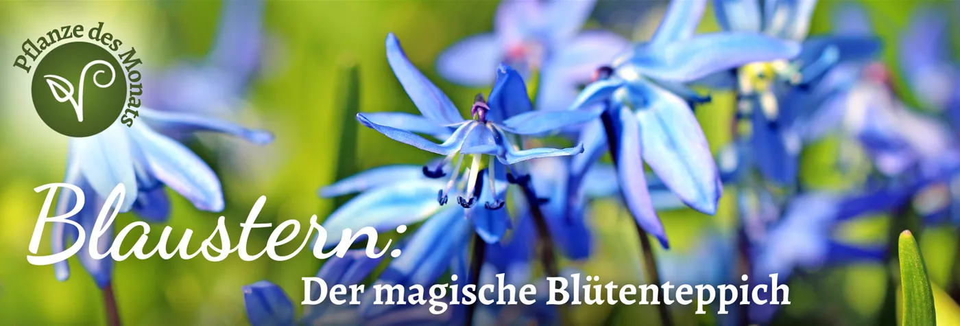 2026 Header WebSeite (1920 x 650 px) PDM Blaustern März.png 2026 Header WebSeite (1920 x 650 px) PDM Blaustern März.png