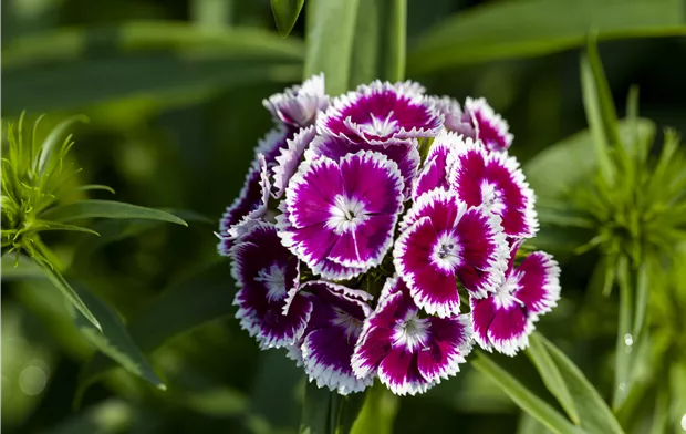Dianthus barbatus Dianthus barbatus