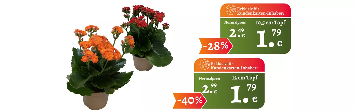 Website KuKa ganzjährig Kalanchoe v2.png Website KuKa ganzjährig Kalanchoe v2.png