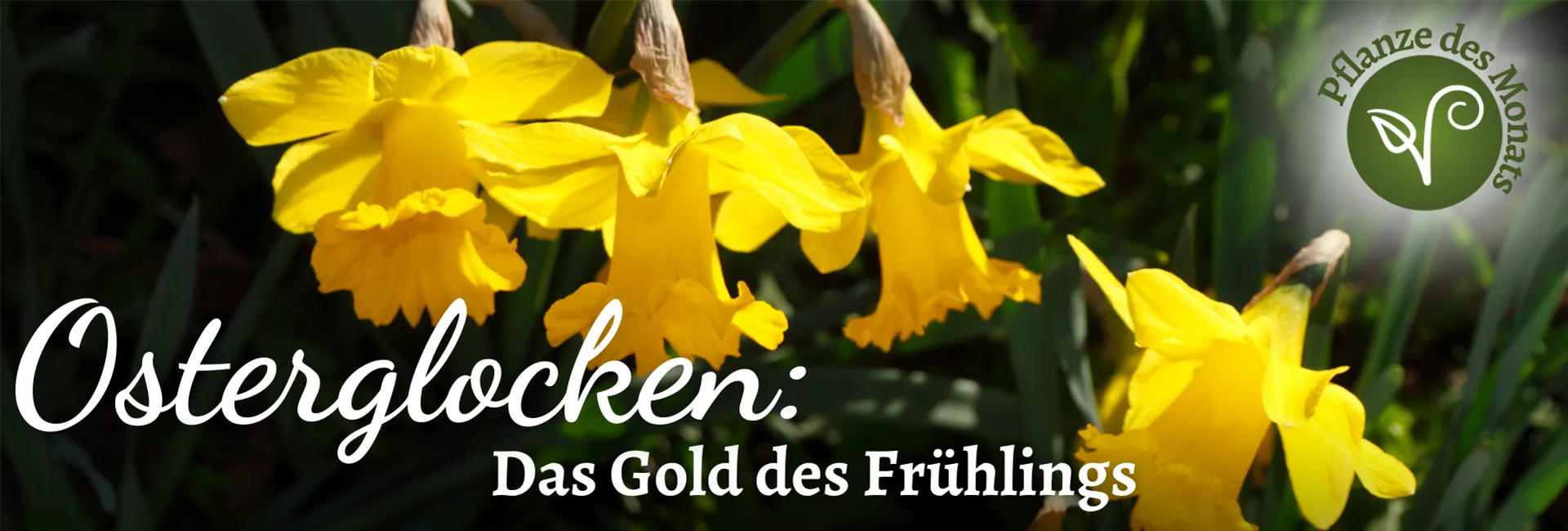 2026 Header WebSeite (1920 x 650 px) (PDM April Osterglocken).png 2026 Header WebSeite (1920 x 650 px) (PDM April Osterglocken).png