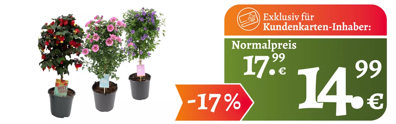 Website KuKa ganzjährig Blütenstämmchen.png Website KuKa ganzjährig Blütenstämmchen.png