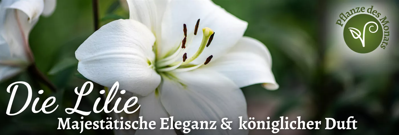 2026 Header WebSeite (1920 x 650 px) (PDM August Lilie).png 2026 Header WebSeite (1920 x 650 px) (PDM August Lilie).png