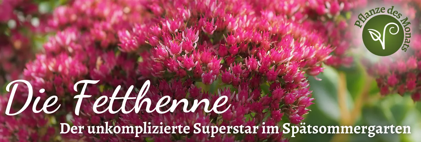 2026 Header WebSeite (1920 x 650 px) PDM Sept Fetthenne.png 2026 Header WebSeite (1920 x 650 px) PDM Sept Fetthenne.png